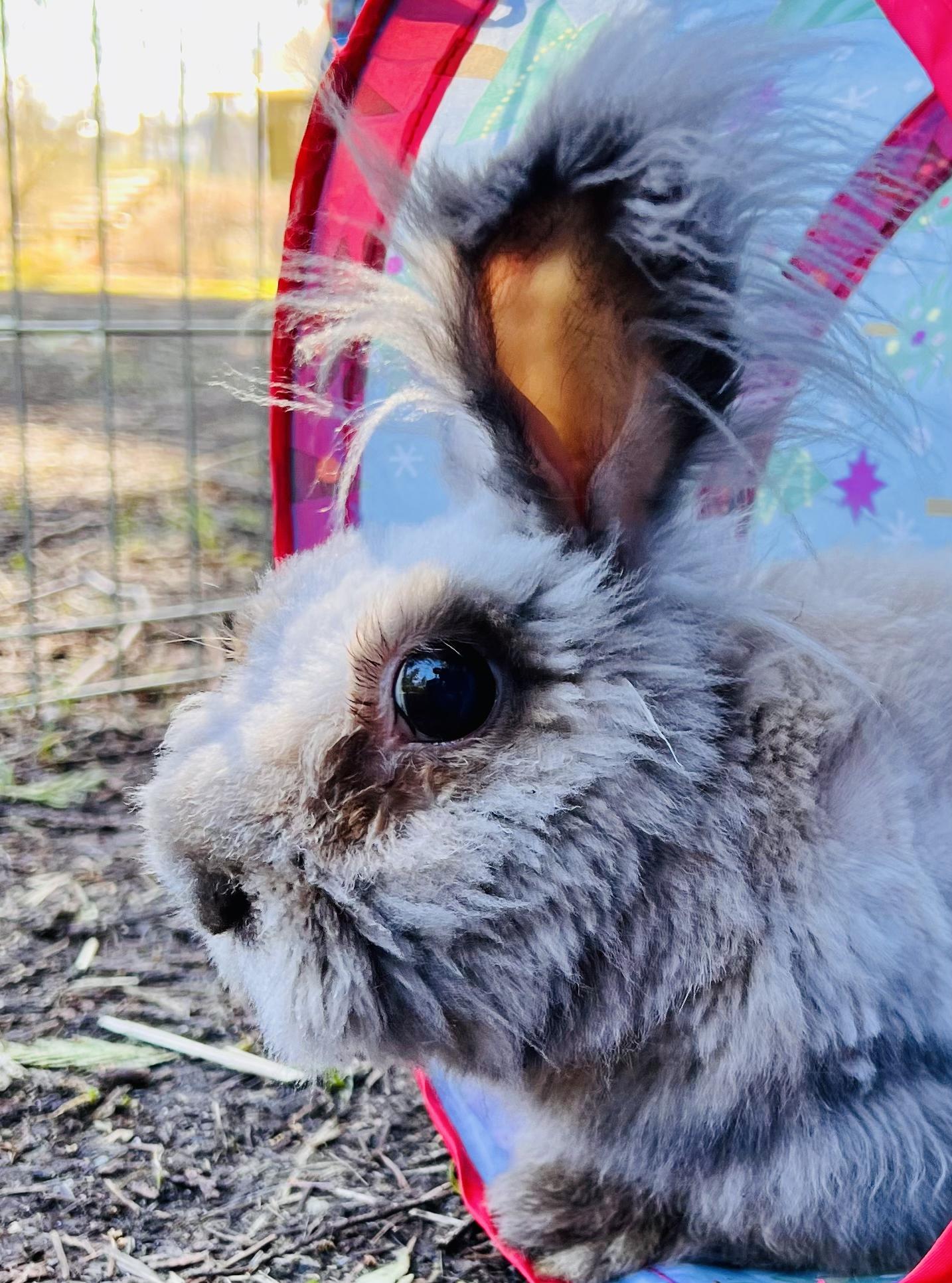Ollie & Theo, a ADOPTABLE Bunny Rabbit in Ferndale, WA image 6/6