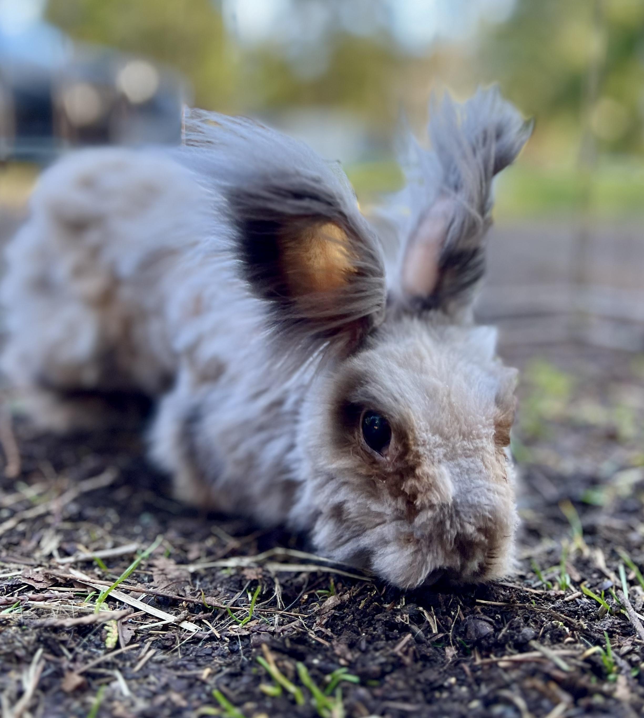 Ollie & Theo, a ADOPTABLE Bunny Rabbit in Ferndale, WA image 4/6