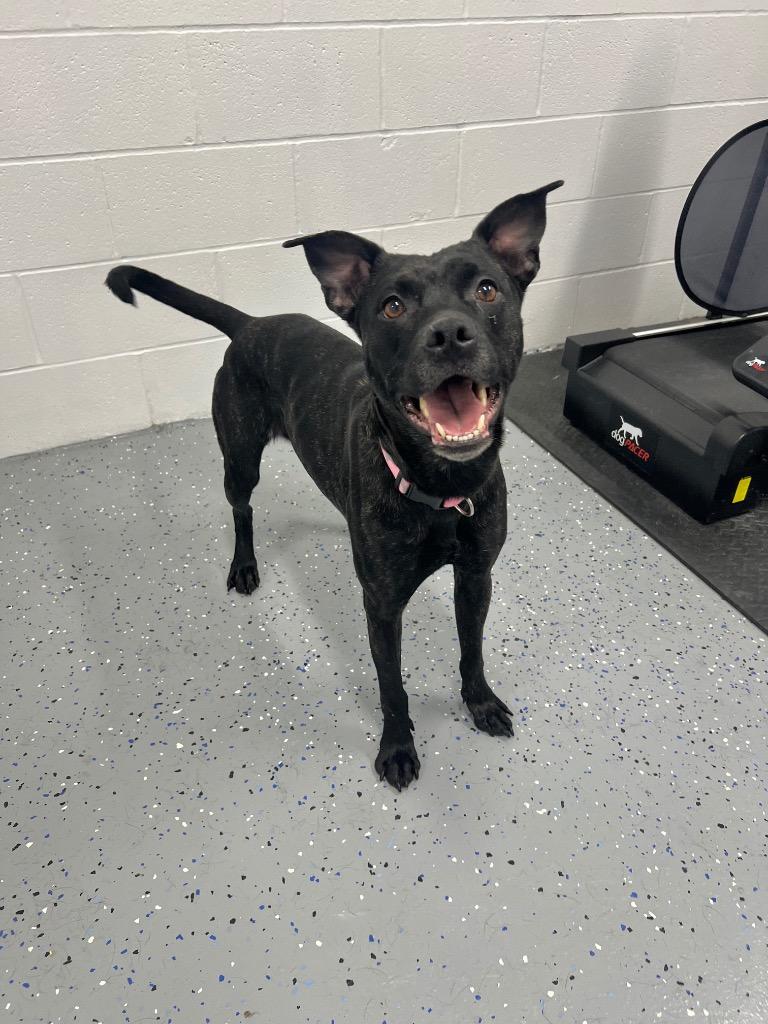 Enlarge Luna, a Adoptable American Staffordshire Terrier in Pierceton, IN image 1/6