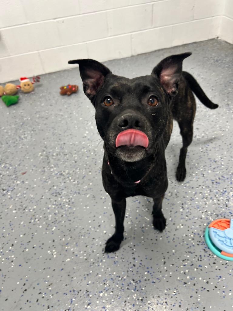 Enlarge Luna, a Adoptable American Staffordshire Terrier in Pierceton, IN image 2/6