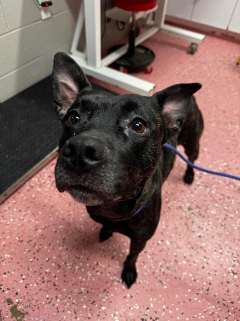 Enlarge Luna, a Adoptable American Staffordshire Terrier in Pierceton, IN image 3/6