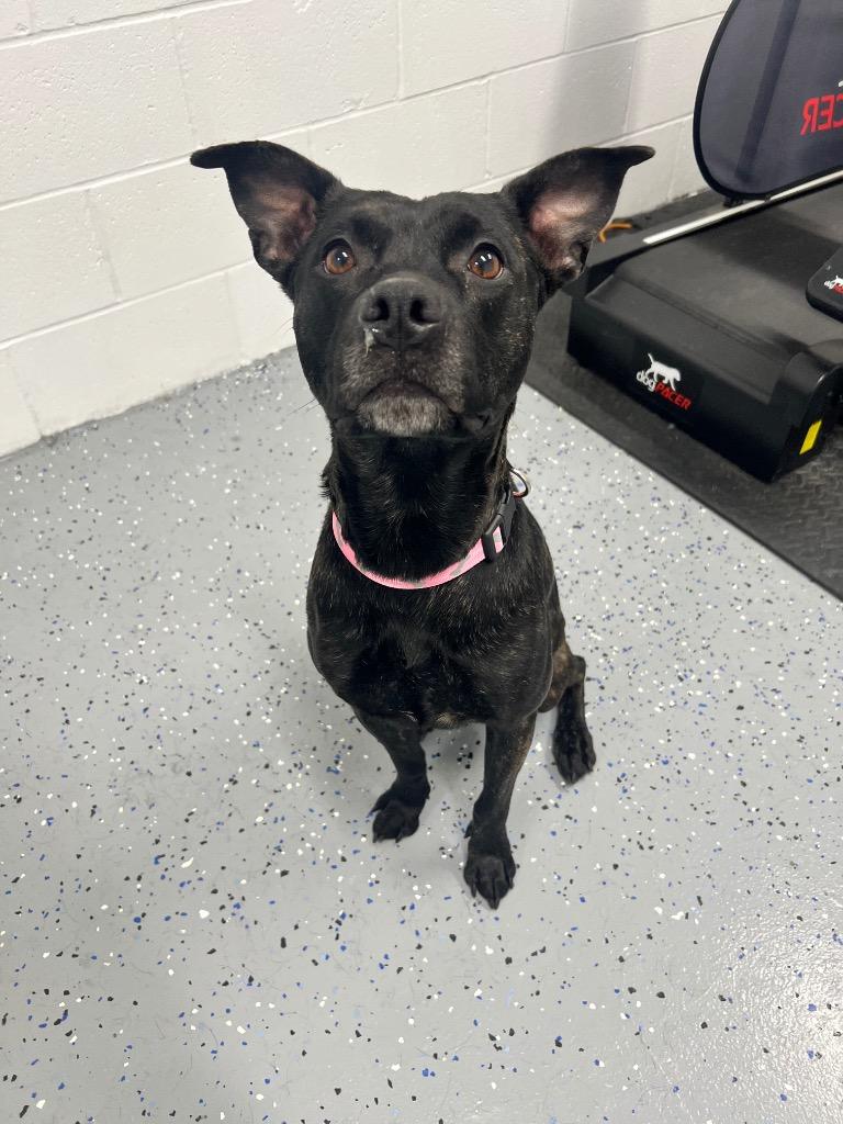 Enlarge Luna, a Adoptable American Staffordshire Terrier in Pierceton, IN image 5/6