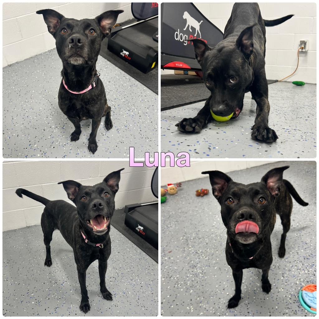 Enlarge Luna, a Adoptable American Staffordshire Terrier in Pierceton, IN image 6/6