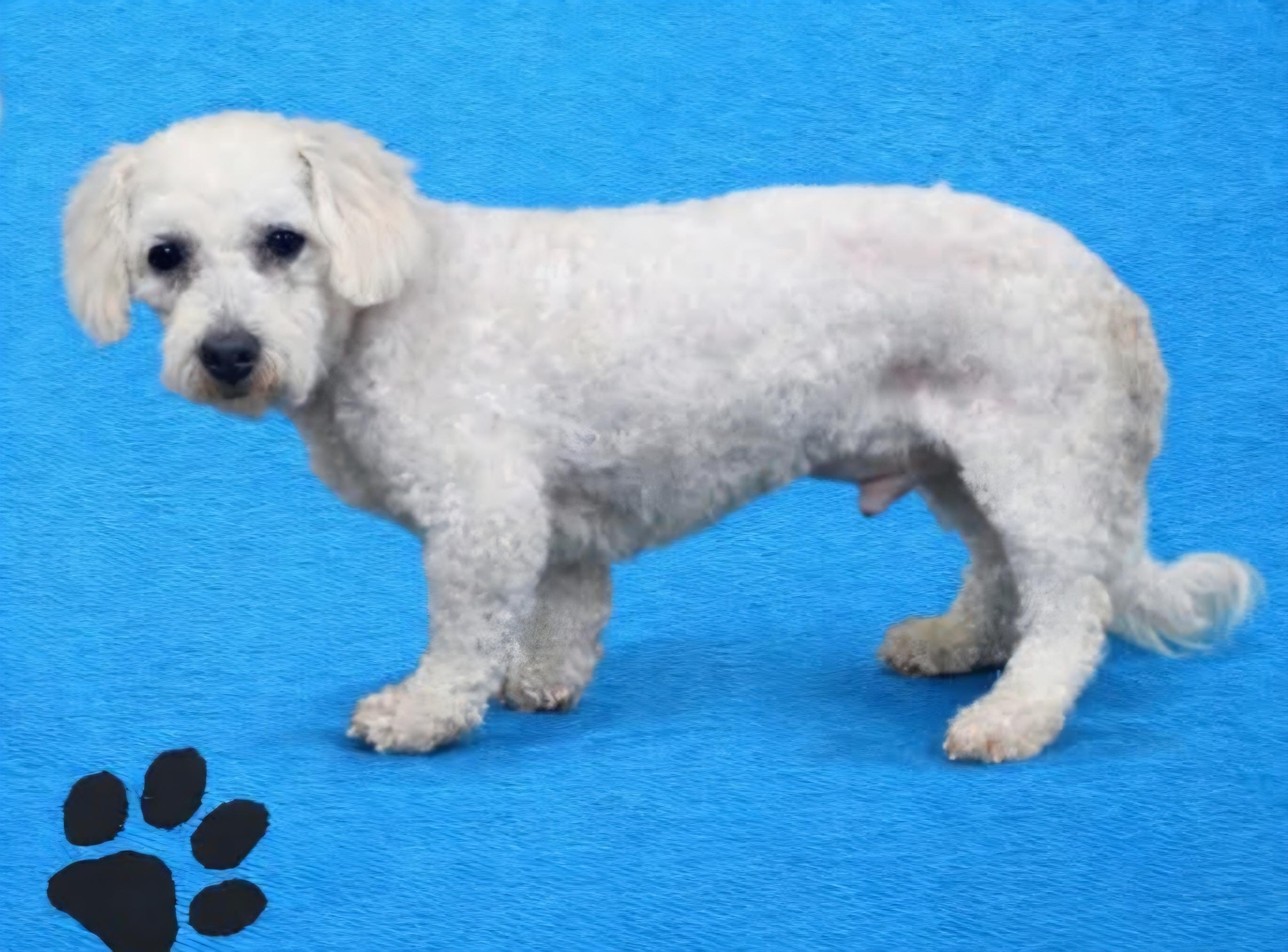 Eddie, a Adoptable Bichon Frise in Wheelersburg, OH image 2/3