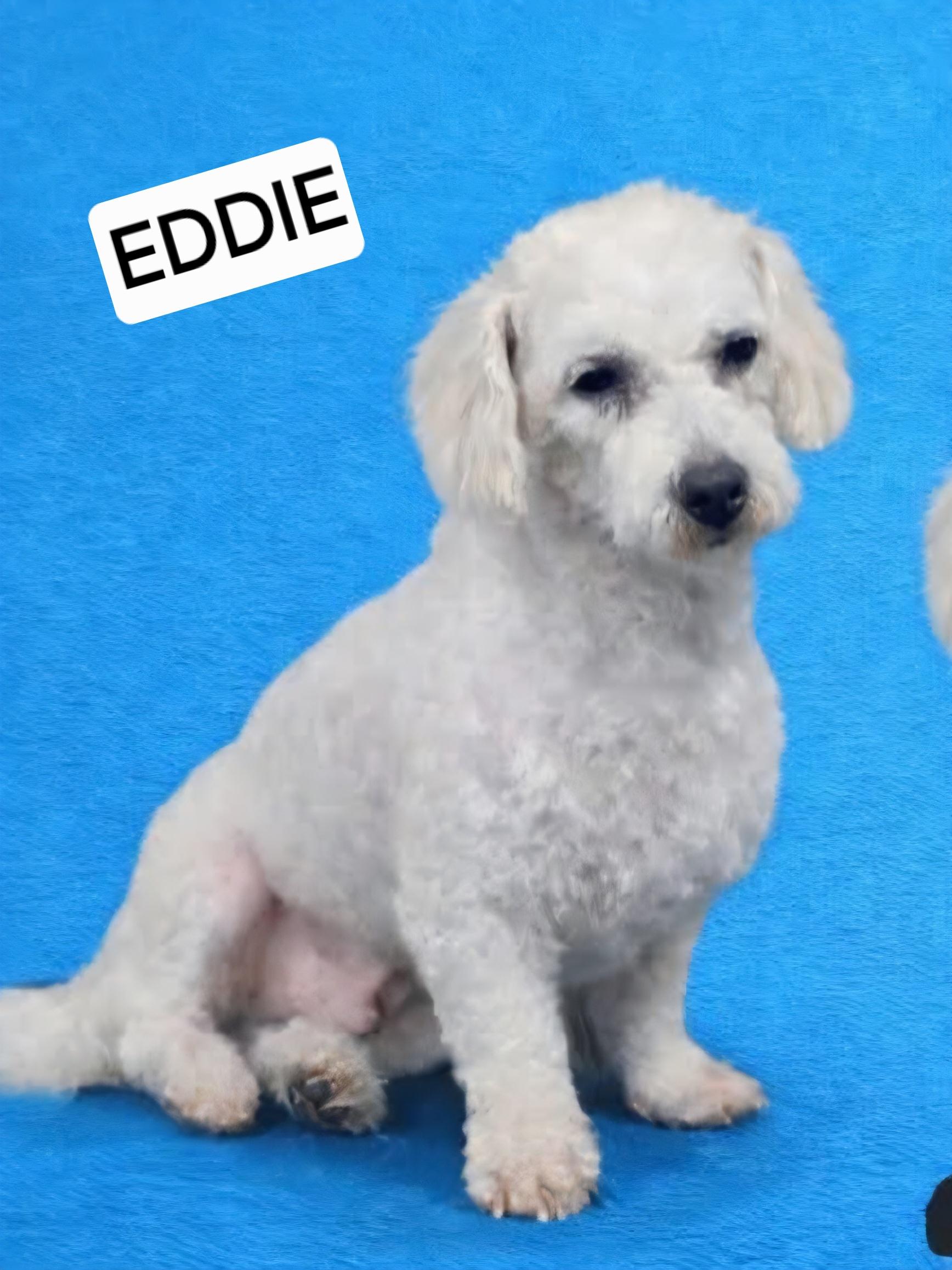 Eddie, a Adoptable Bichon Frise in Wheelersburg, OH image 1/3