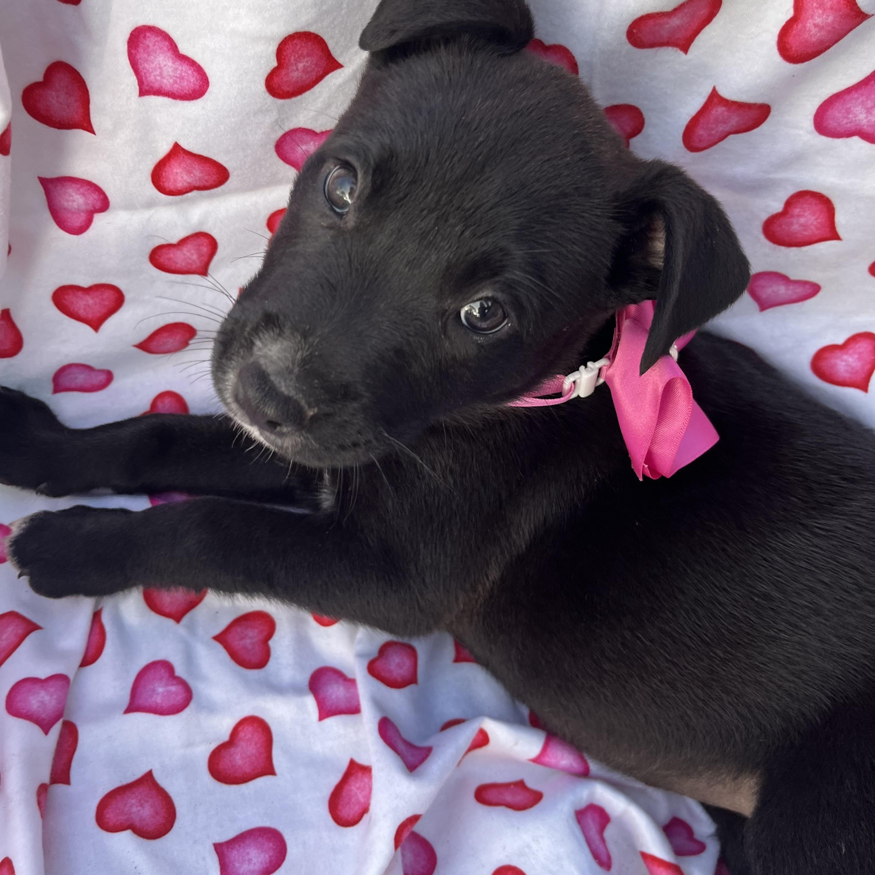 Virginia Choco — thumbnail 4