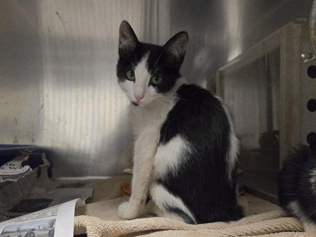 Enlarge PATRICK, a Adoptable Domestic Short Hair in Martinez, CA image 1/1