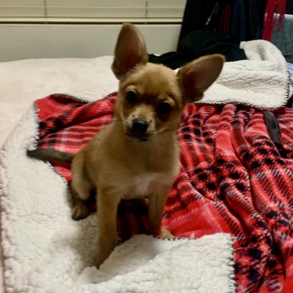Drake, Adoptable, Puppy Male Pomeranian & Mixed Breed.
