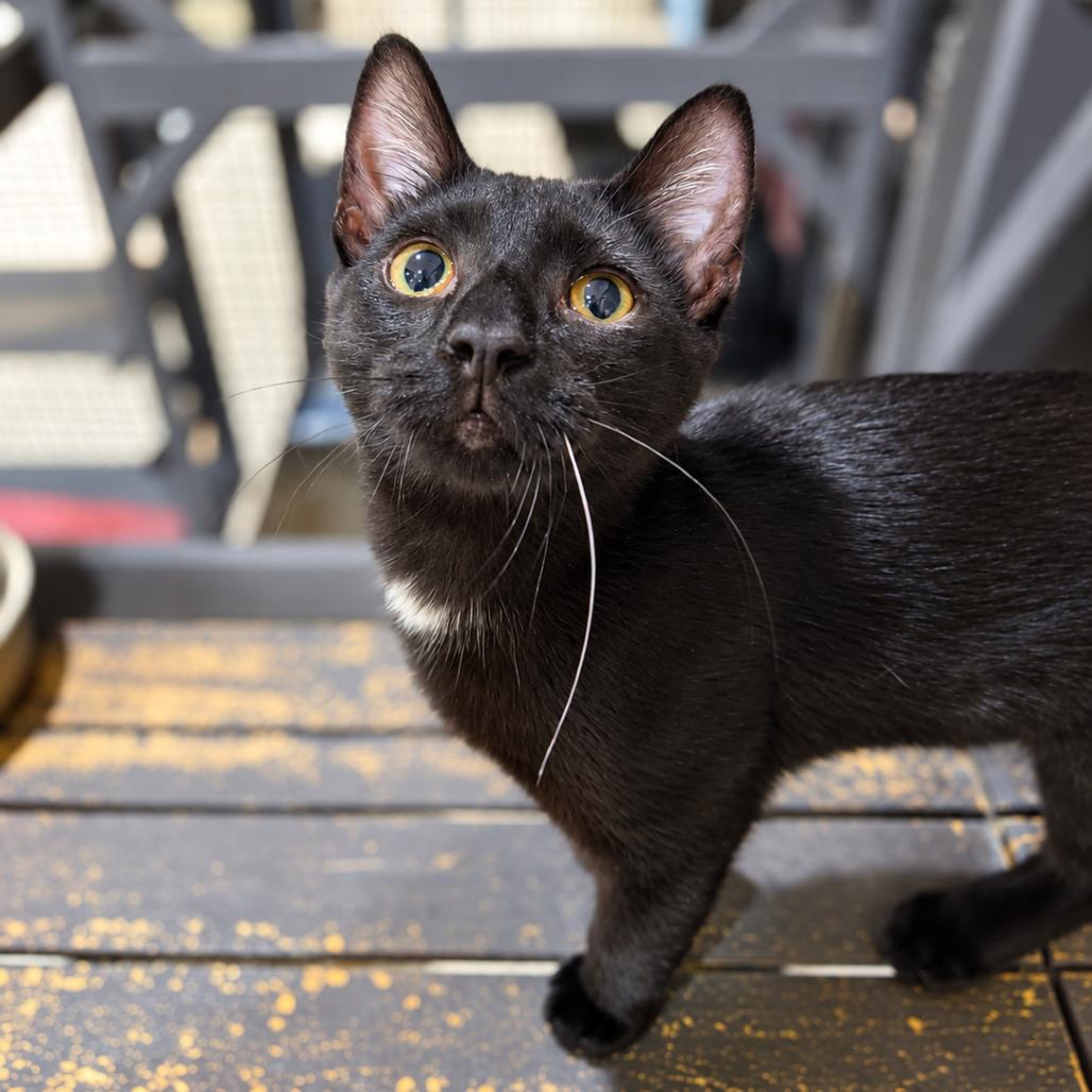 Enlarge Jack, a Adoptable Domestic Short Hair in Seminole, FL image 1/3