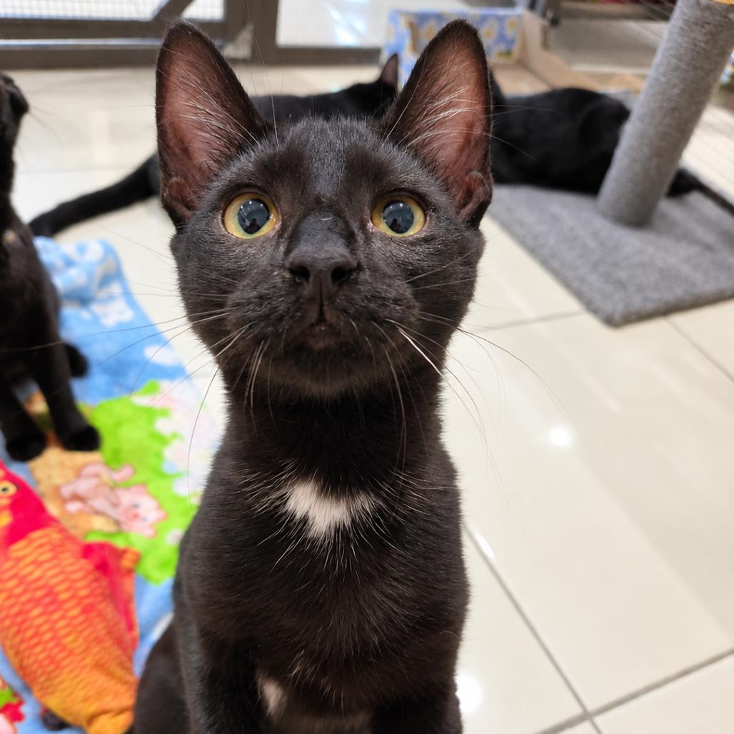 Enlarge Jack, a Adoptable Domestic Short Hair in Seminole, FL image 2/3