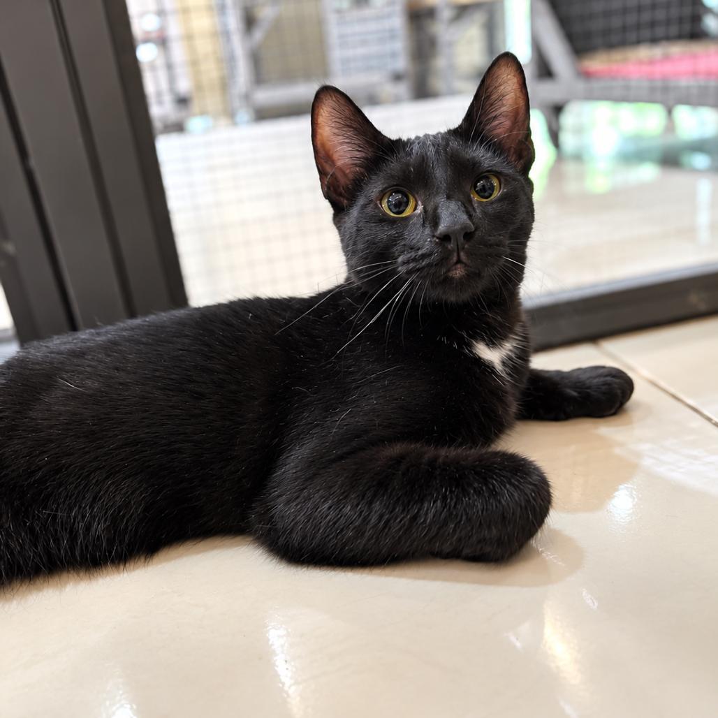 Enlarge Jack, a Adoptable Domestic Short Hair in Seminole, FL image 3/3