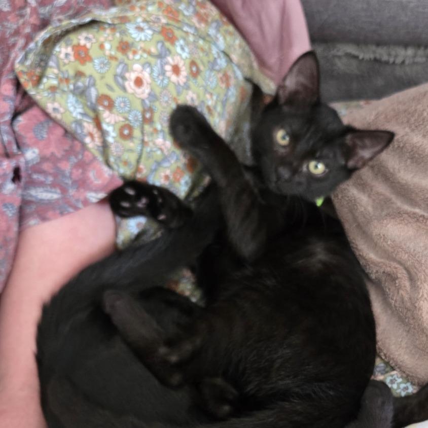 Jack, Adoptable, Kitten Male Domestic Short Hair.