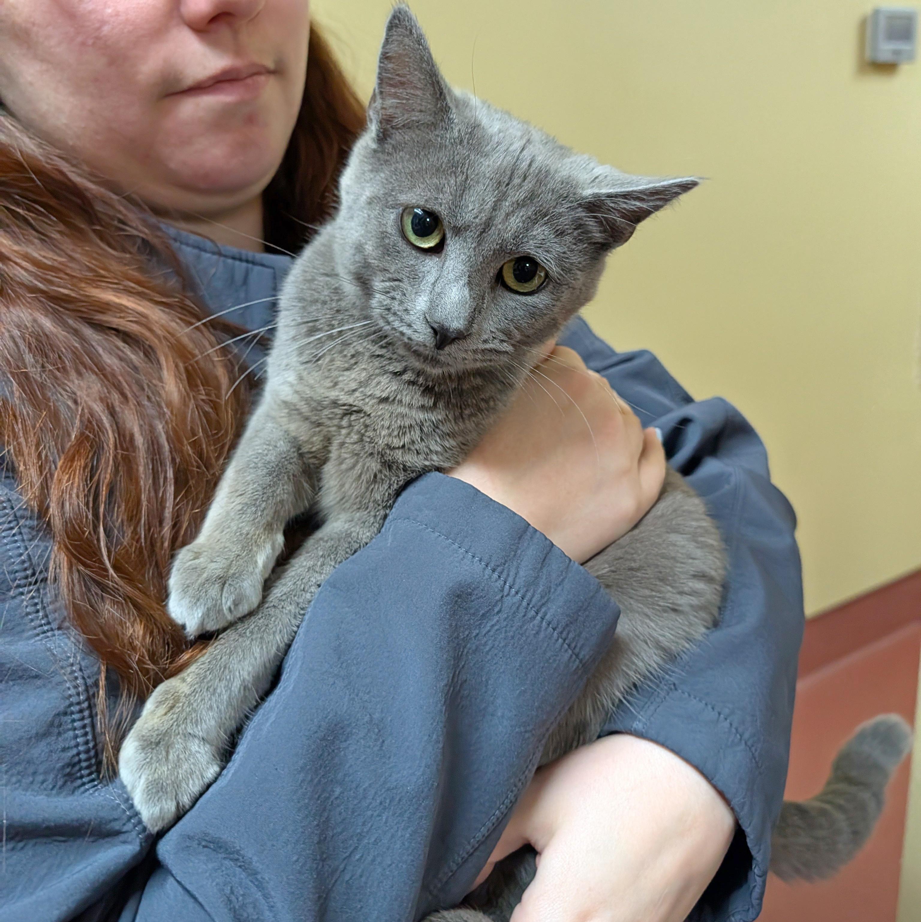 Enlarge Newton, a ADOPTABLE Domestic Short Hair in Accident, MD image 5/5