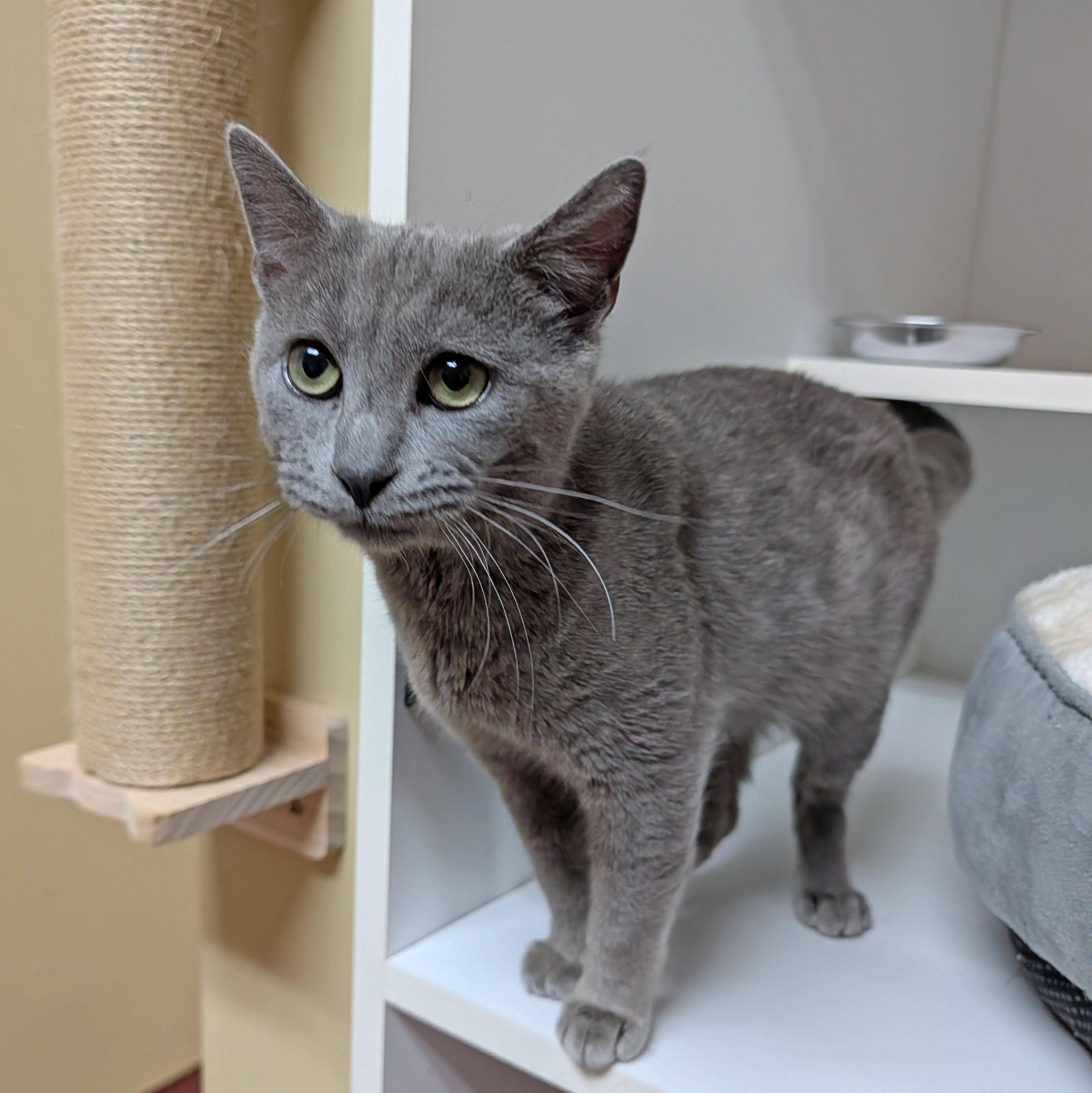 Enlarge Newton, a ADOPTABLE Domestic Short Hair in Accident, MD image 4/5