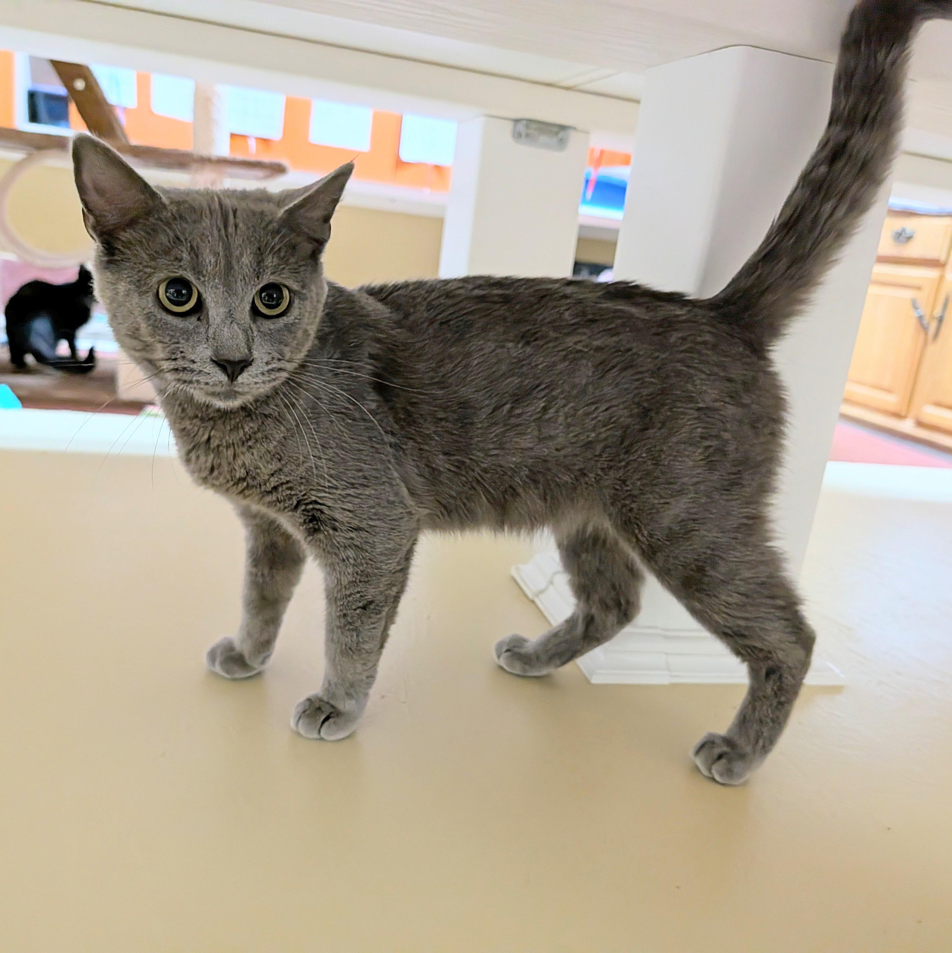 Enlarge Newton, a ADOPTABLE Domestic Short Hair in Accident, MD image 3/5