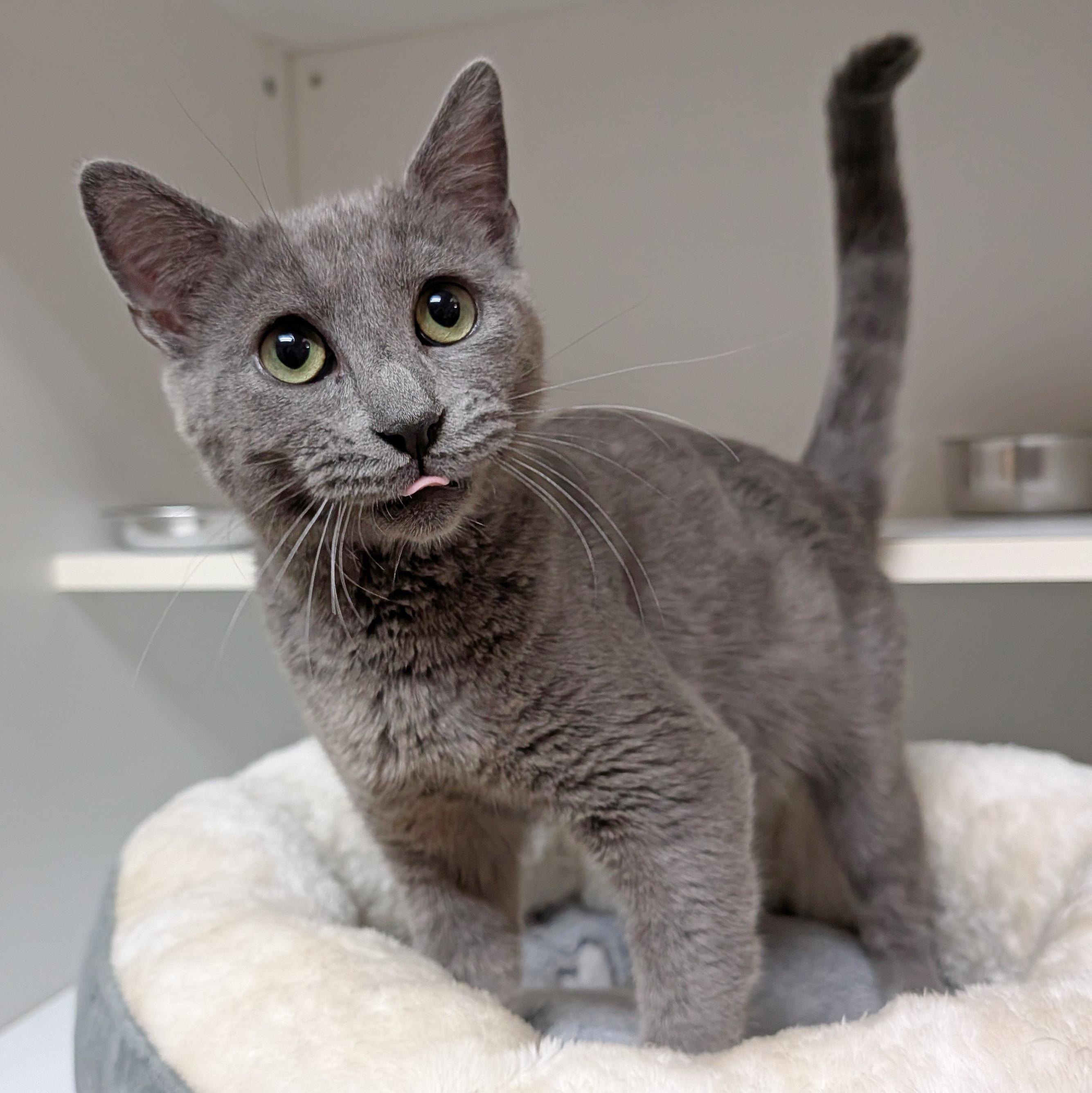 Enlarge Newton, a ADOPTABLE Domestic Short Hair in Accident, MD image 1/5