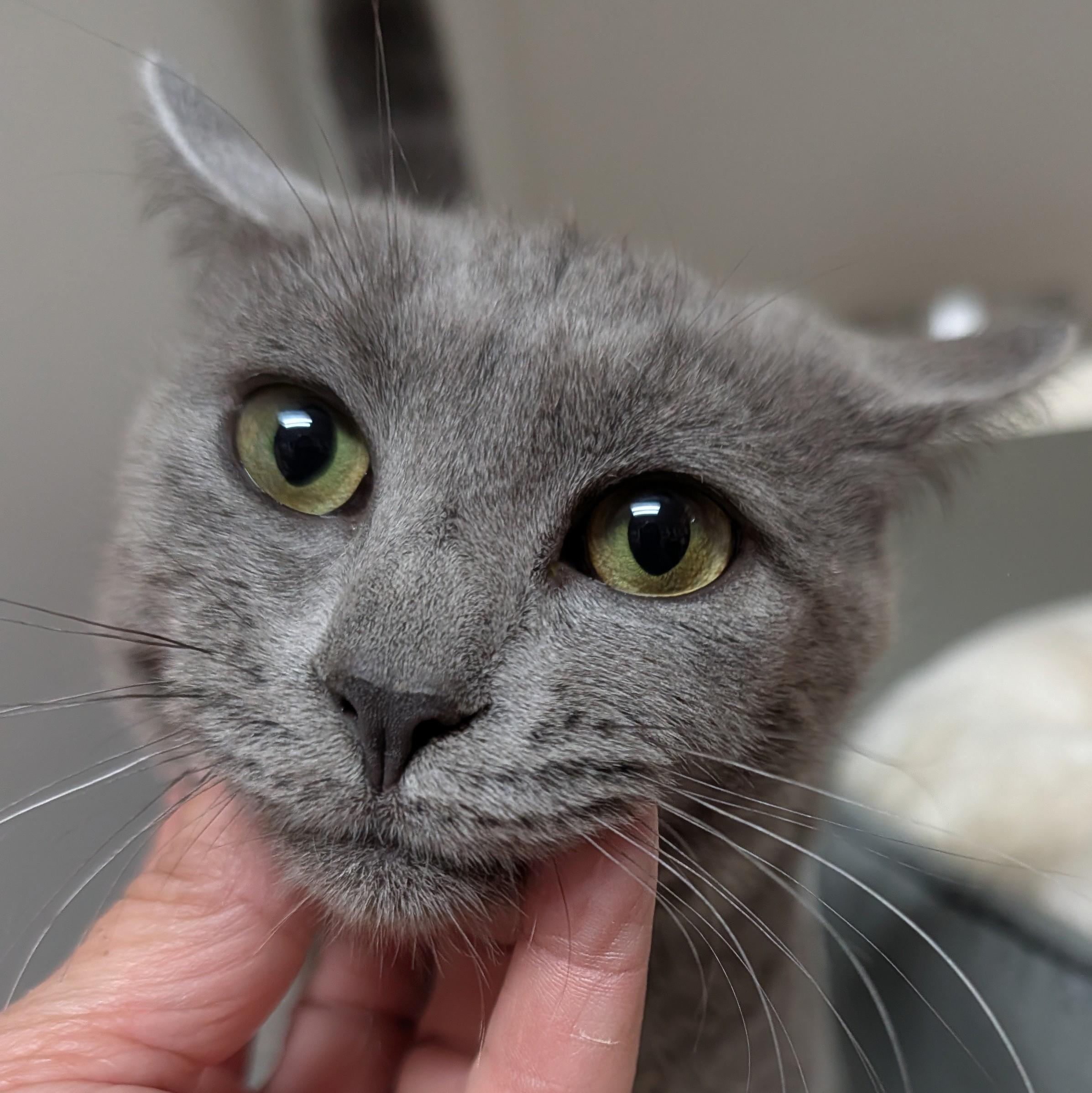 Enlarge Newton, a ADOPTABLE Domestic Short Hair in Accident, MD image 2/5
