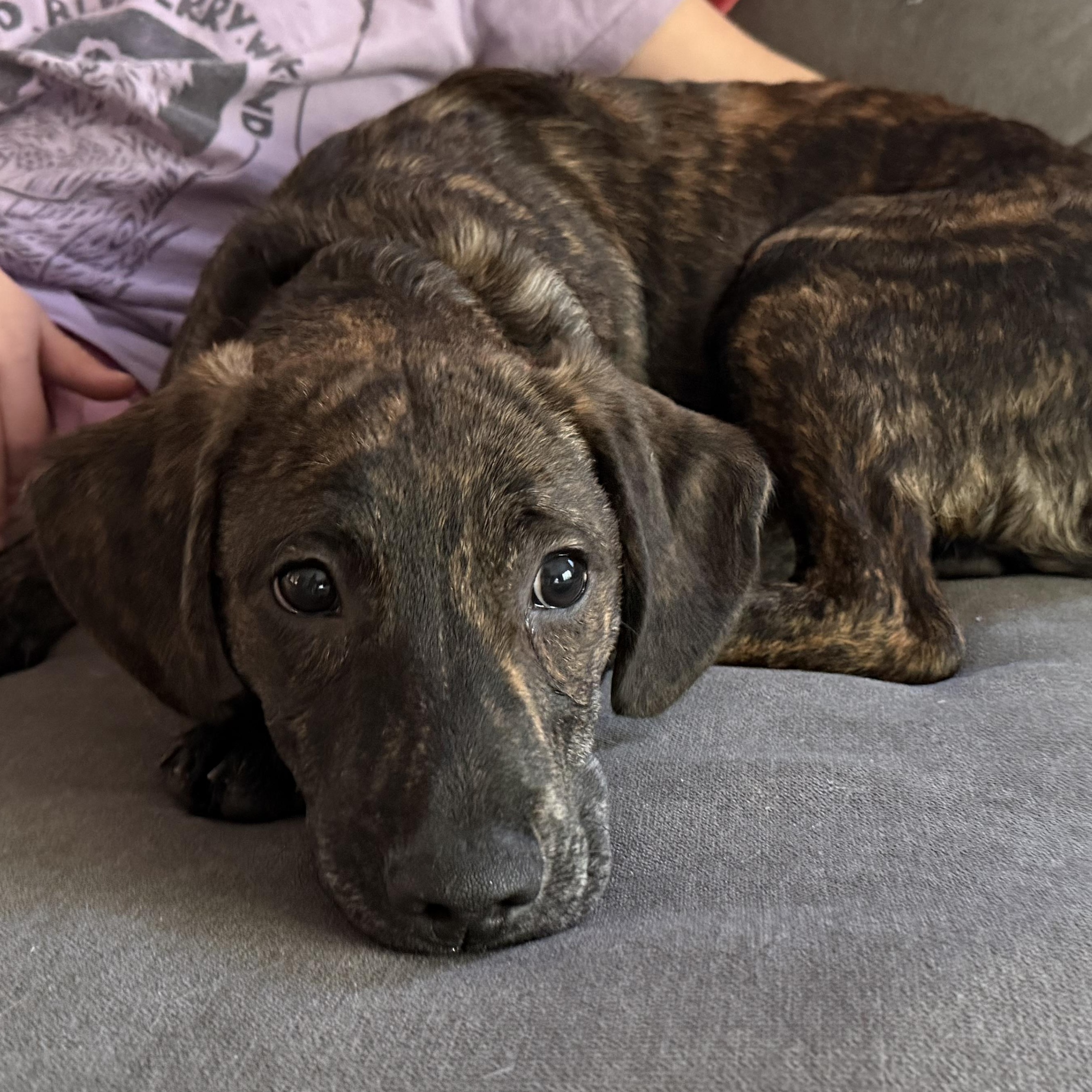 Racer SS is in Maine, ADOPTABLE, Puppy Male Mixed Breed.