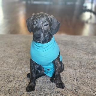 Racer SS, a ADOPTABLE mixed breed in South Portland, ME image 4/5