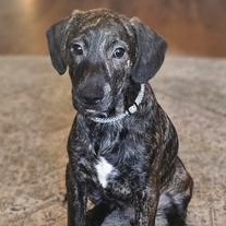 Racer SS is in Maine, a ADOPTABLE mixed breed in Bath, ME image 3/5