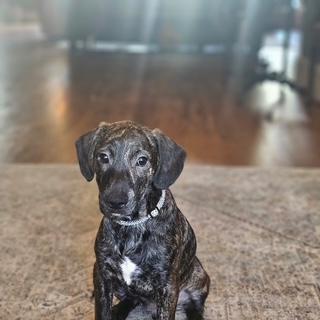 Racer SS, a ADOPTABLE mixed breed in South Portland, ME image 3/5