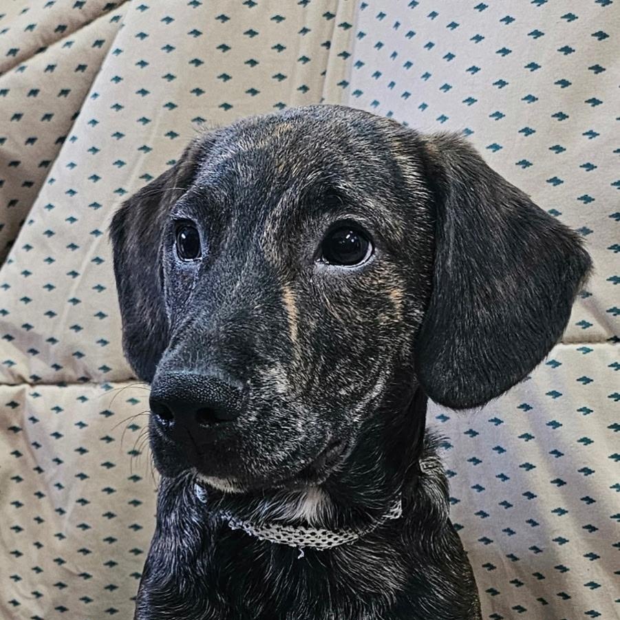 Racer SS, a ADOPTABLE mixed breed in South Portland, ME image 1/5