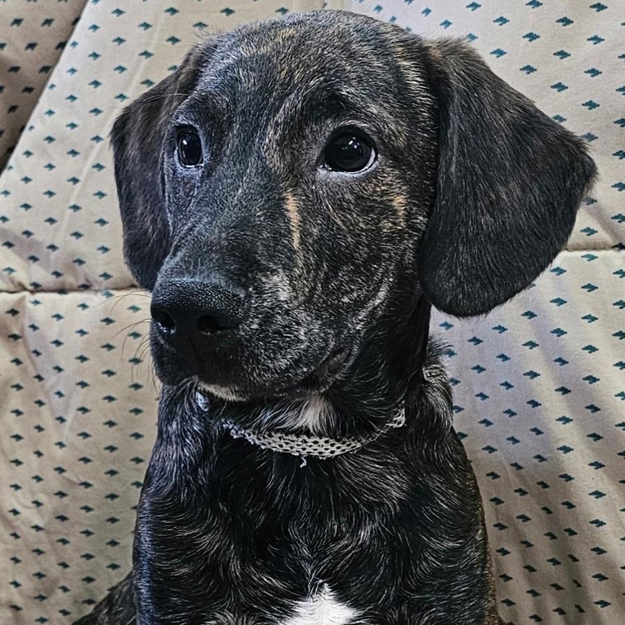 Racer SS is in Maine, a ADOPTABLE mixed breed in Bath, ME image 2/5