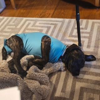 Racer SS, a ADOPTABLE mixed breed in South Portland, ME image 5/5
