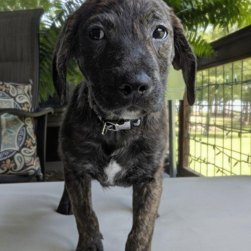 Racer SS, a ADOPTABLE mixed breed in South Portland, ME image 2/5