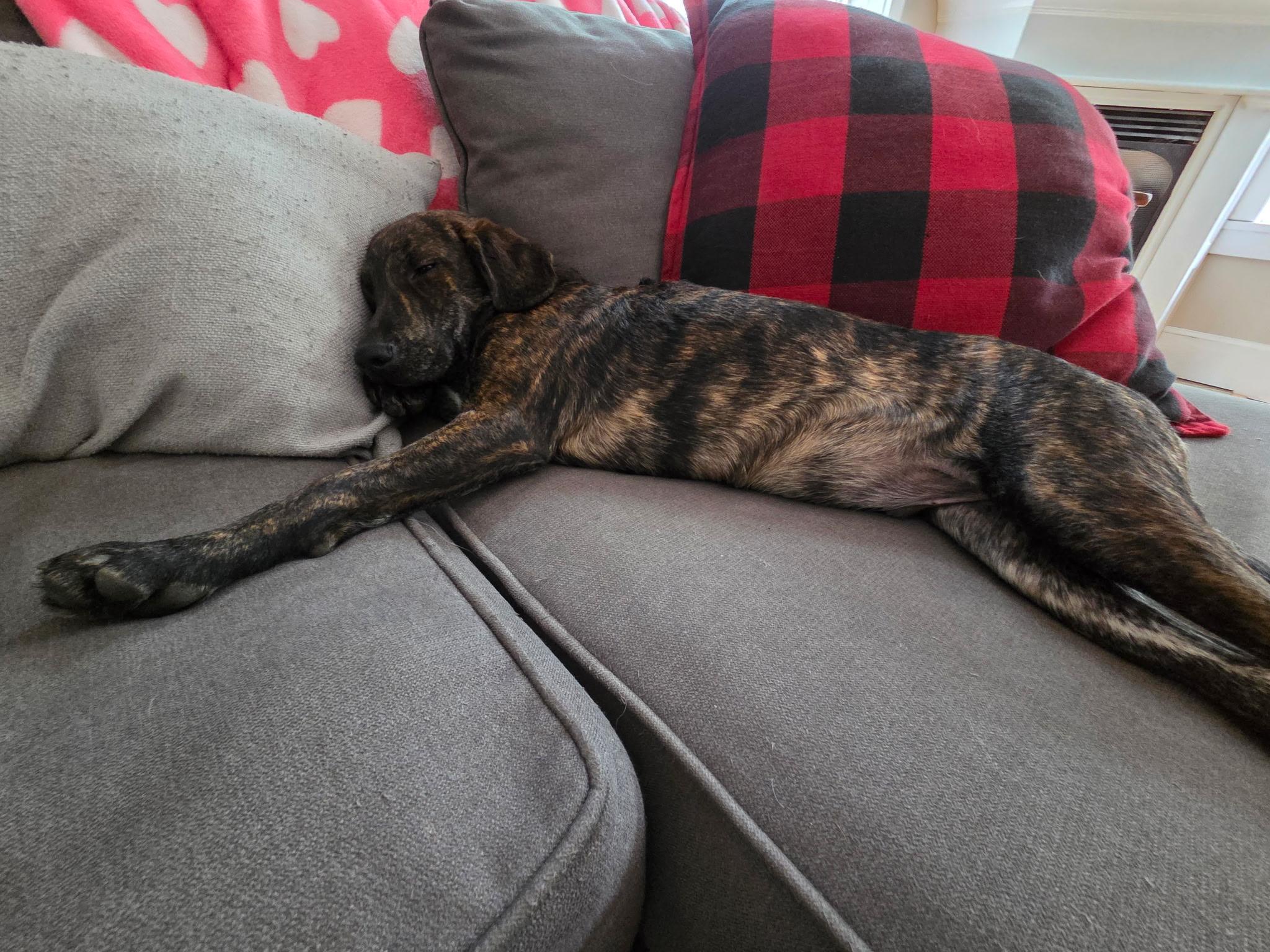 Enlarge Racer SS is in Maine, a ADOPTABLE mixed breed in Bath, ME image 2/4