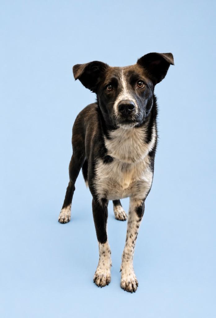Henry, Adoptable, Young Male Border Collie & Mixed Breed.
