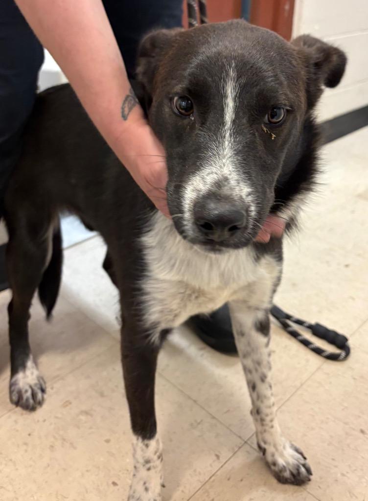 Enlarge Henry, a Adoptable mixed breed in Rock Springs, WY image 2/2