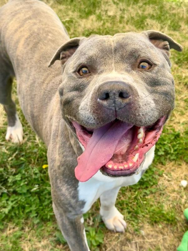 Mr. Handsome Socks, Adoptable, Adult Male Pit Bull Terrier.