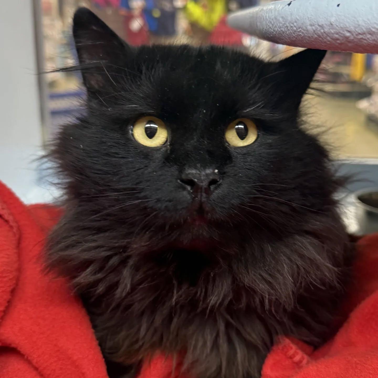 Gronk, adopted, Senior Male Maine Coon & Domestic Long Hair.