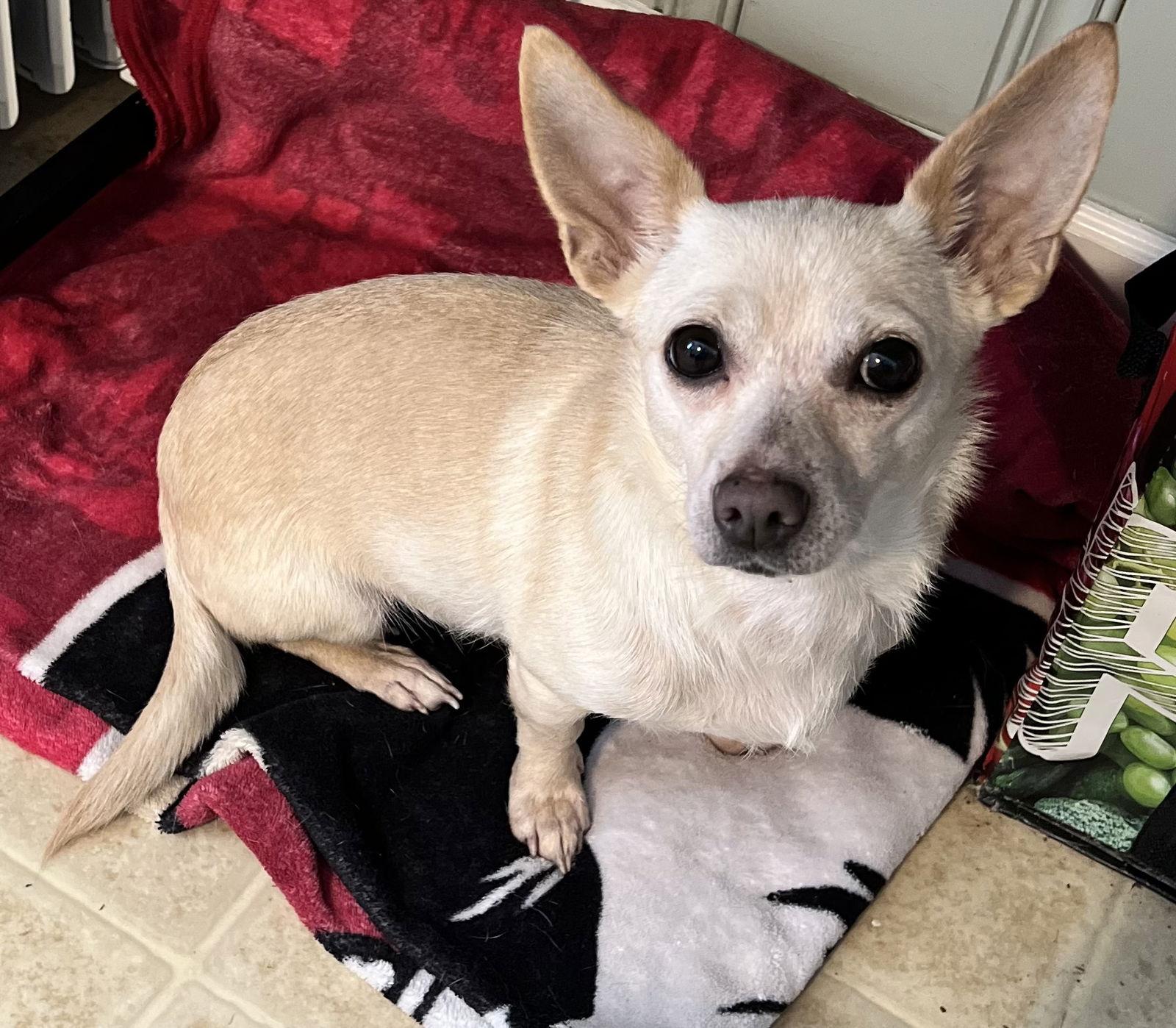 Stargaze, Adopted, Young Female Chihuahua & Dachshund.
