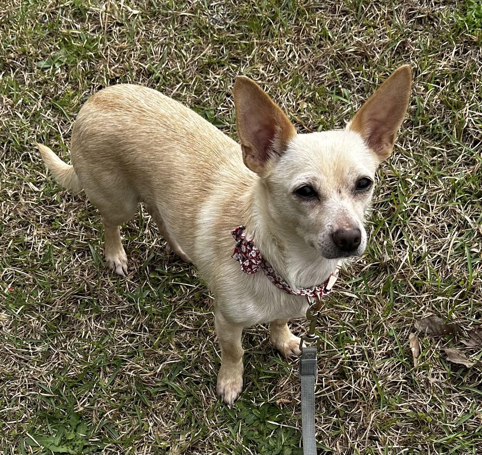 Stargaze, a Adopted mixed breed in Lexington, SC image 3/3