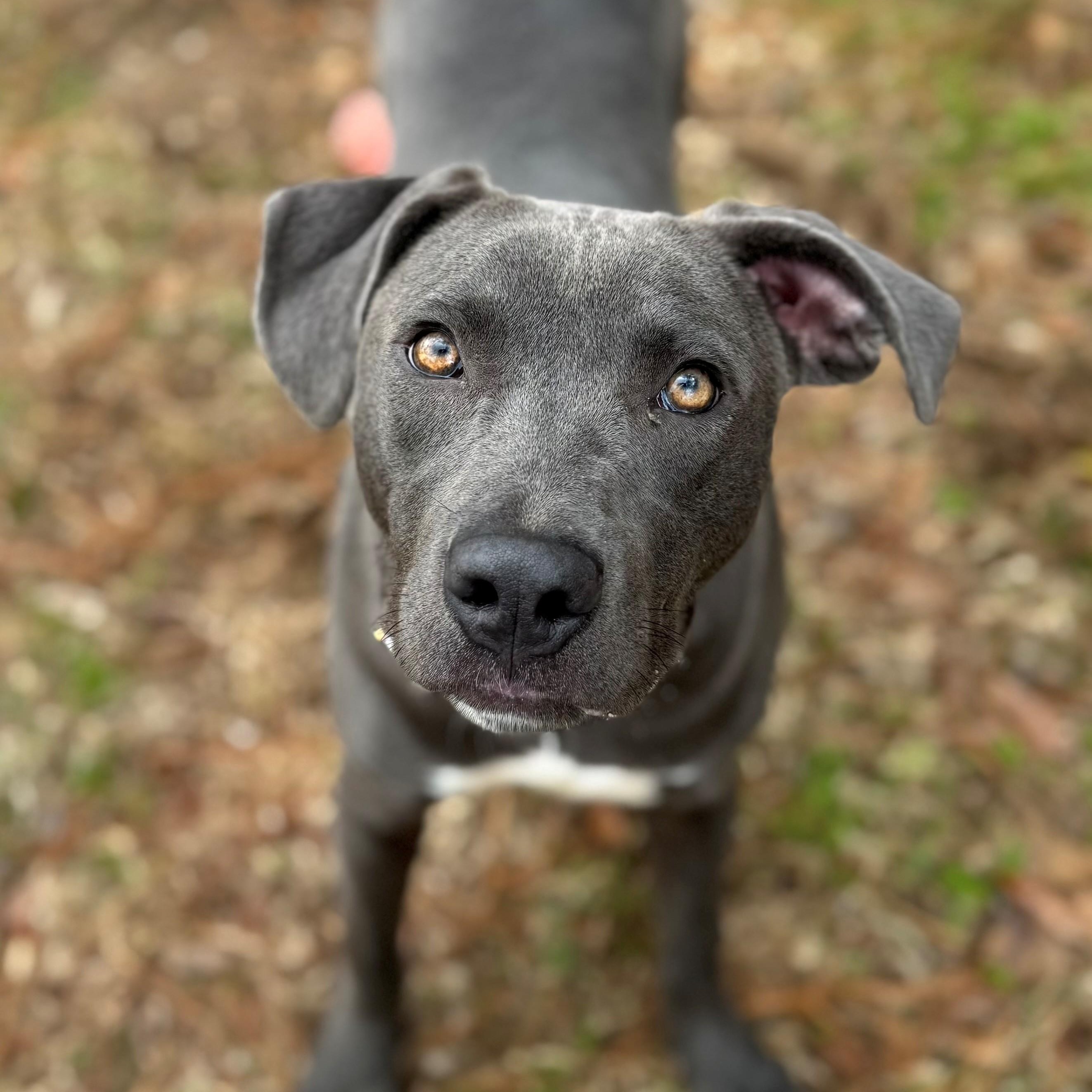 Enlarge Queen, a ADOPTABLE mixed breed in Summerdale, AL image 1/1