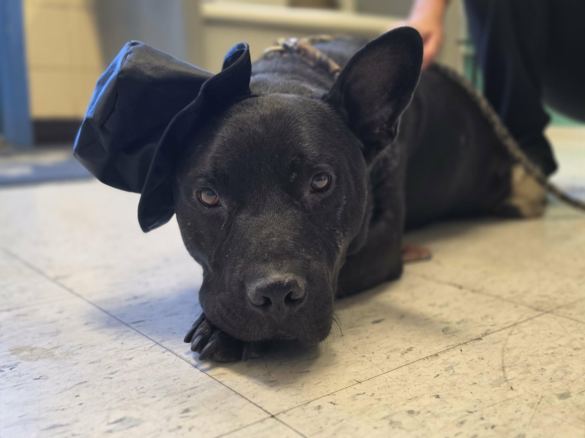 Enlarge Toebeans, a ADOPTABLE mixed breed in Grants Pass, OR image 2/4