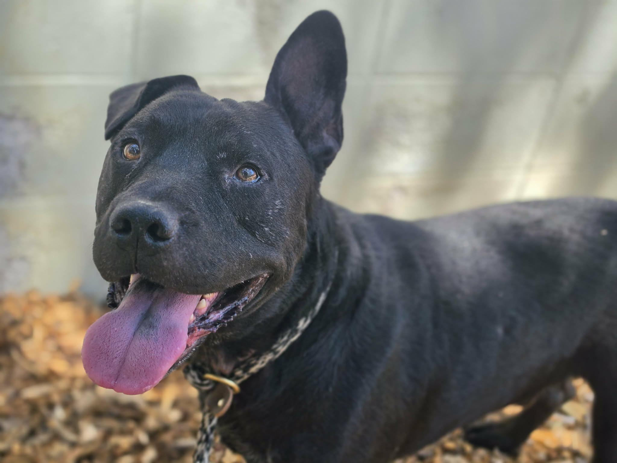 Enlarge Toebeans, a ADOPTABLE mixed breed in Grants Pass, OR image 3/4