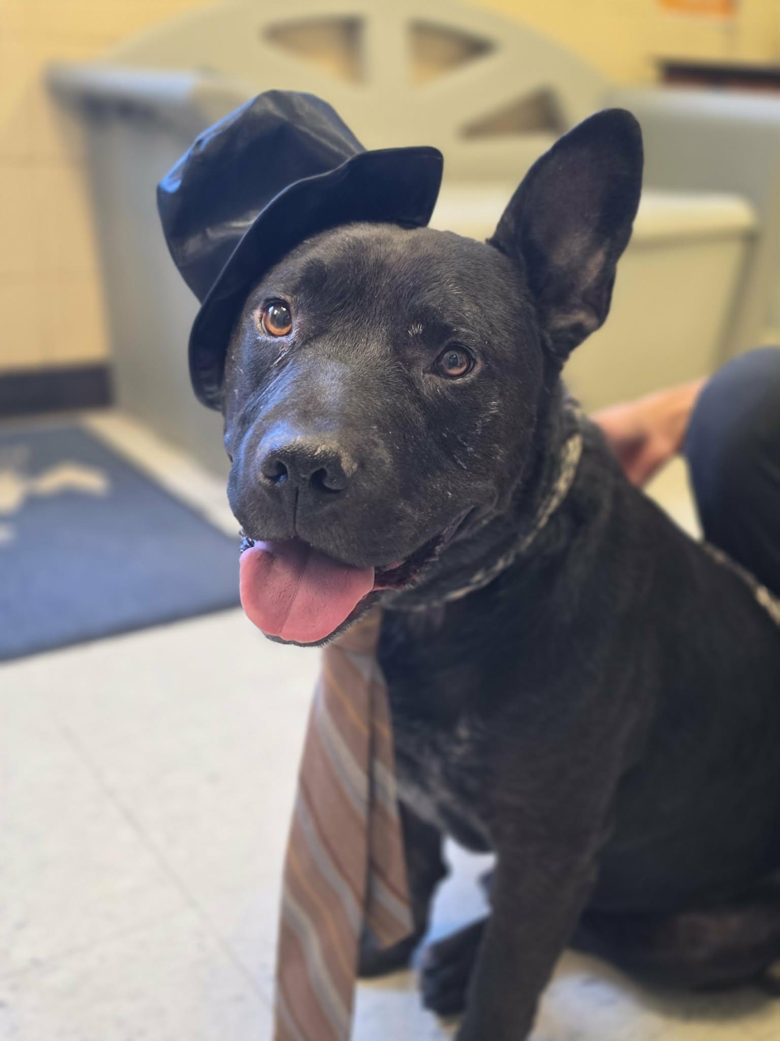 Toebeans, ADOPTABLE, Senior Male Pit Bull Terrier & German Shepherd Dog.