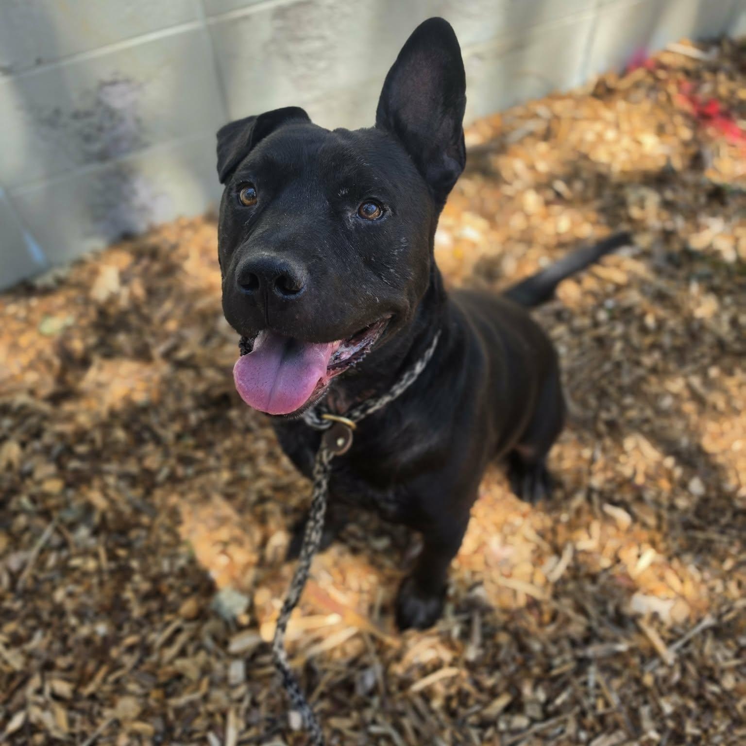 Enlarge Toebeans, a ADOPTABLE mixed breed in Grants Pass, OR image 4/4