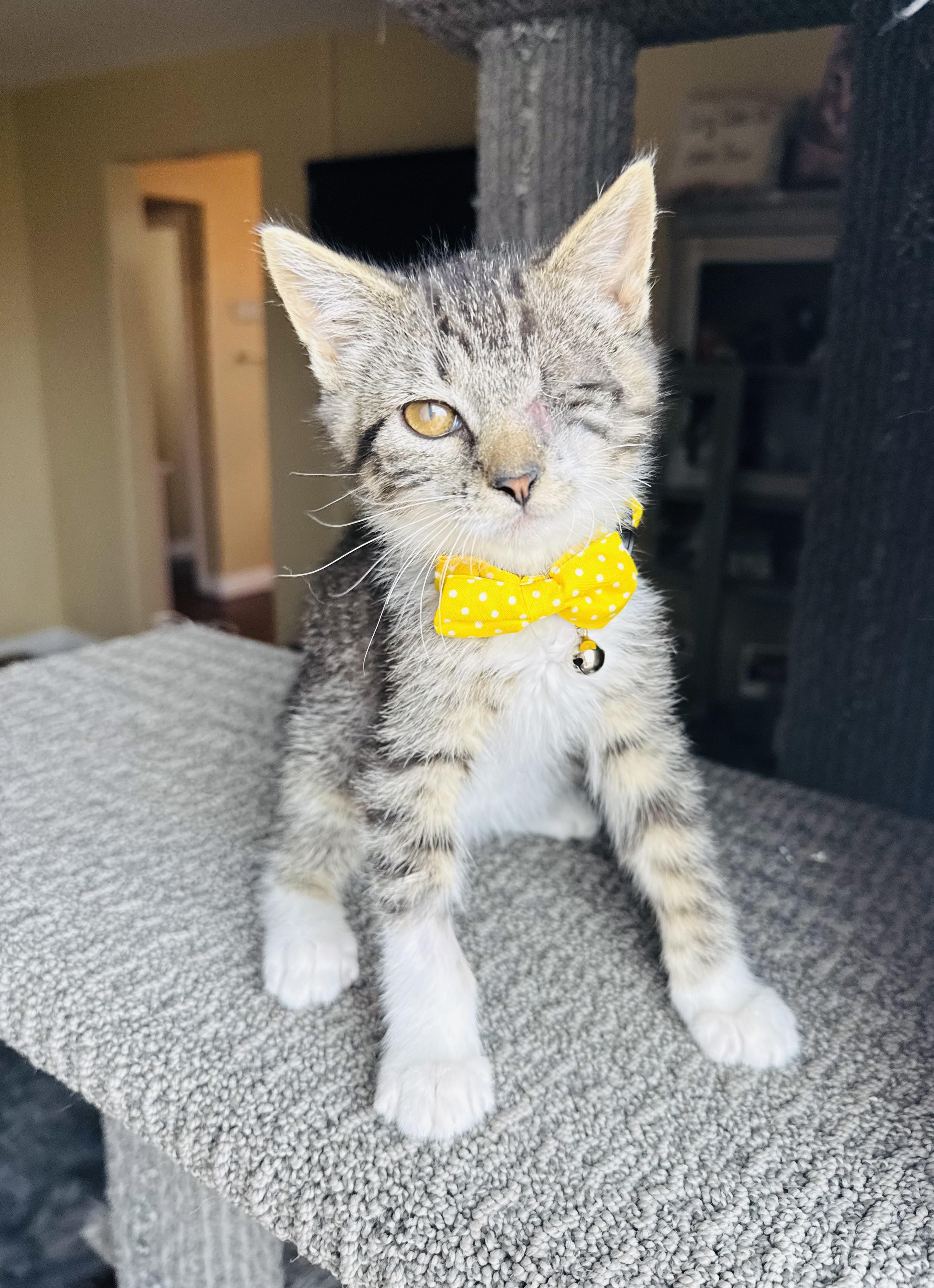 Cooper, a Adopted Domestic Short Hair in Las Vegas, NV image 1/6