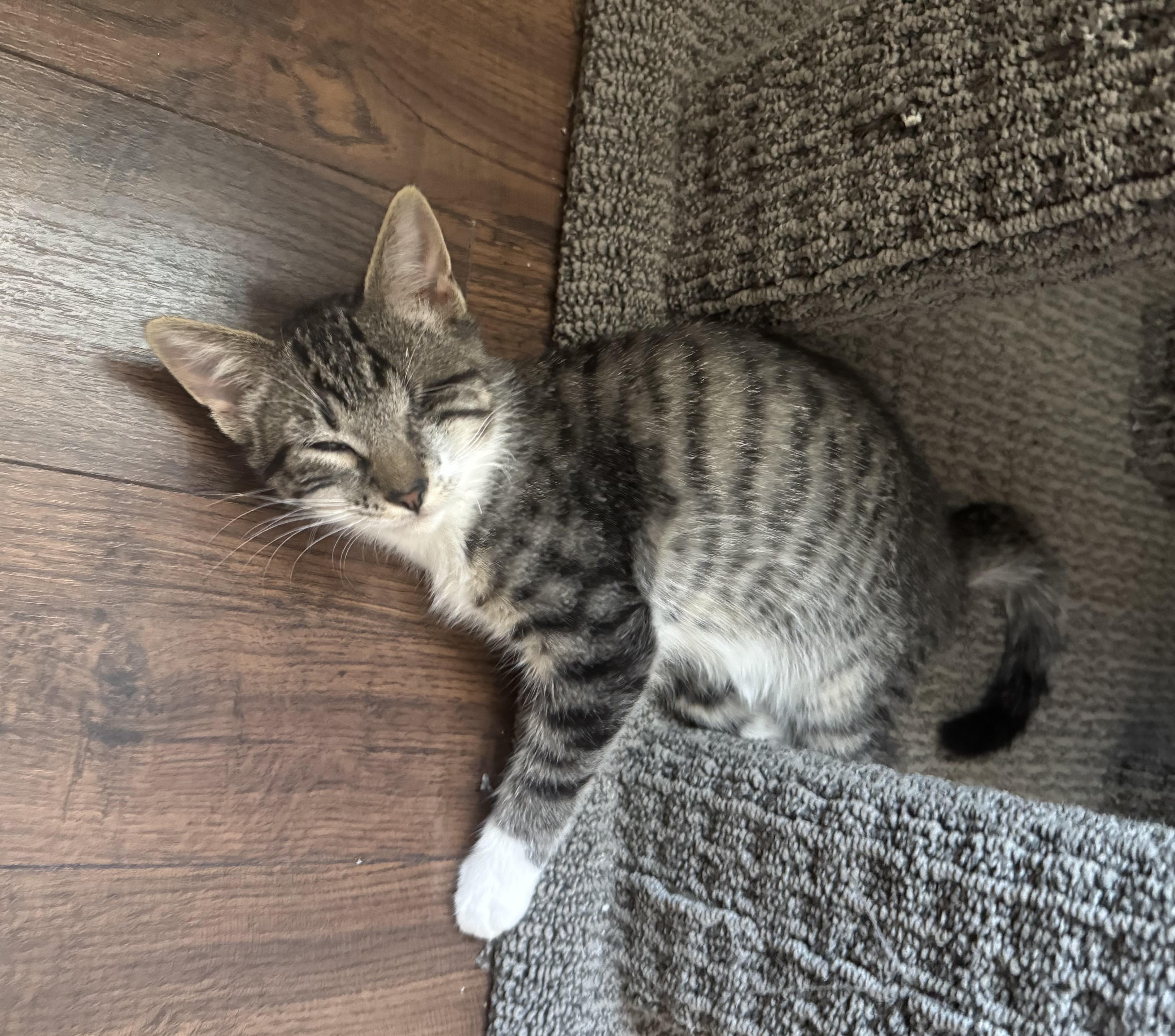 Cooper, a Adopted Domestic Short Hair in Las Vegas, NV image 2/6