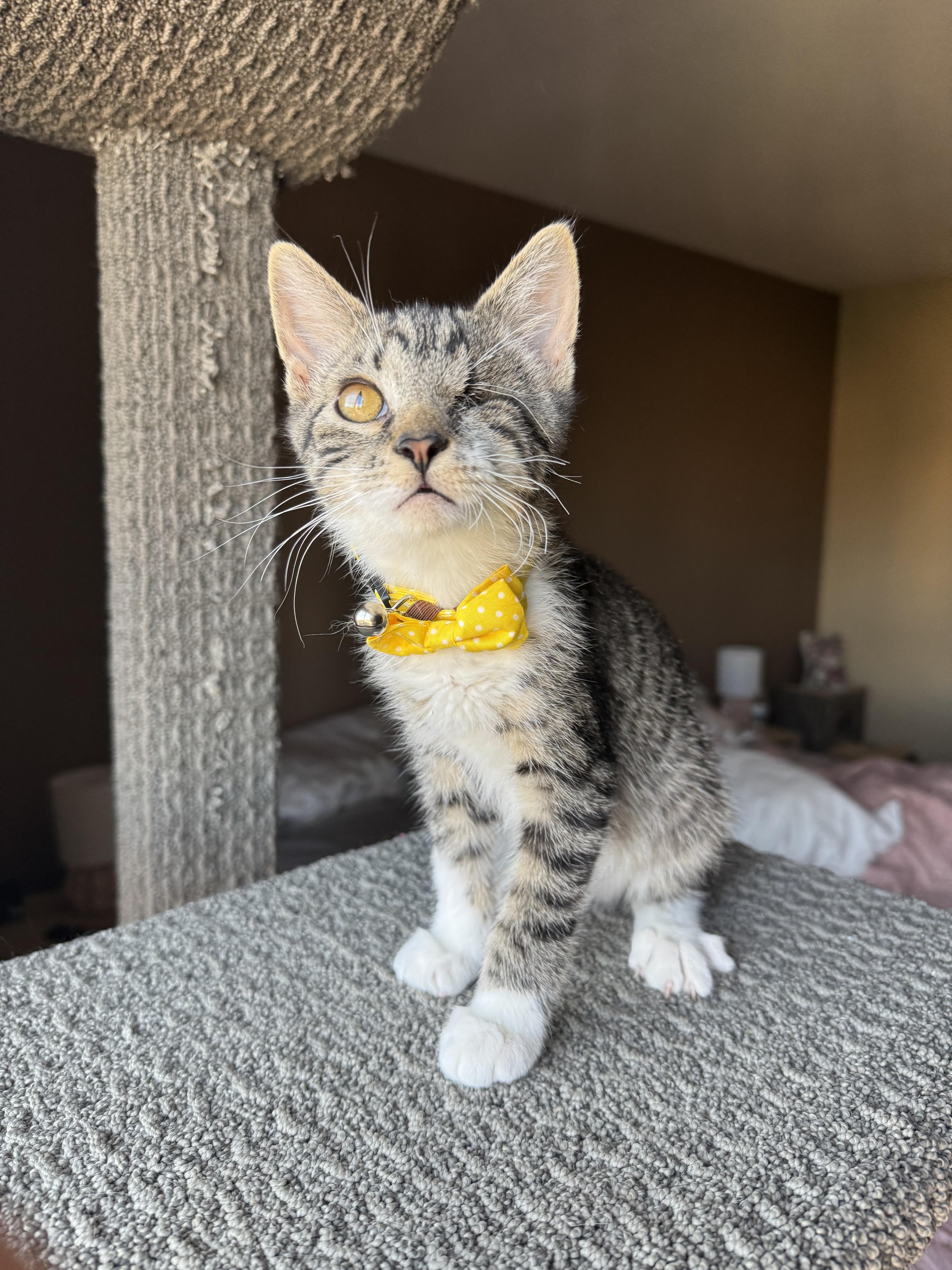 Cooper, a Adopted Domestic Short Hair in Las Vegas, NV image 3/6