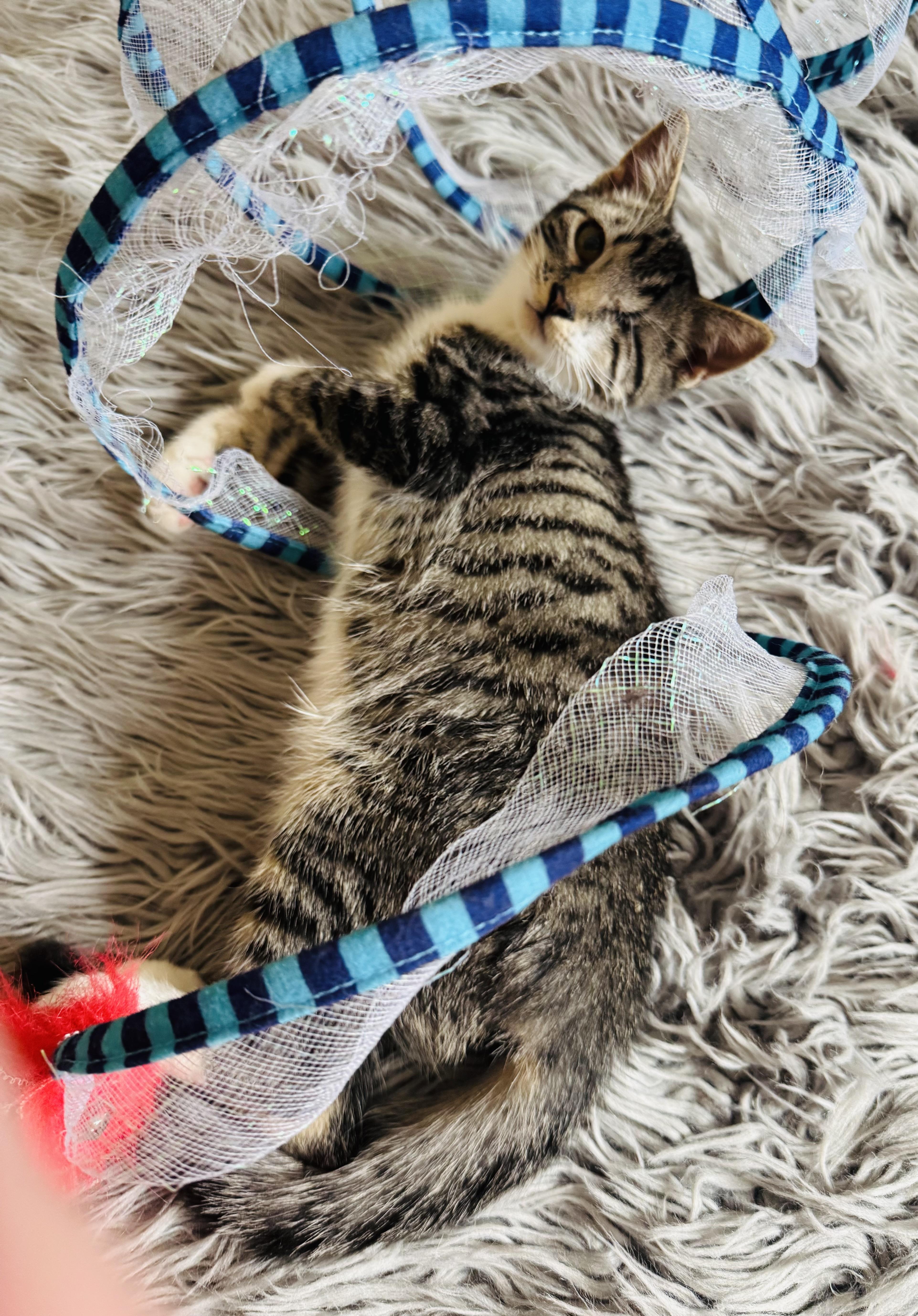 Cooper, a Adopted Domestic Short Hair in Las Vegas, NV image 5/6