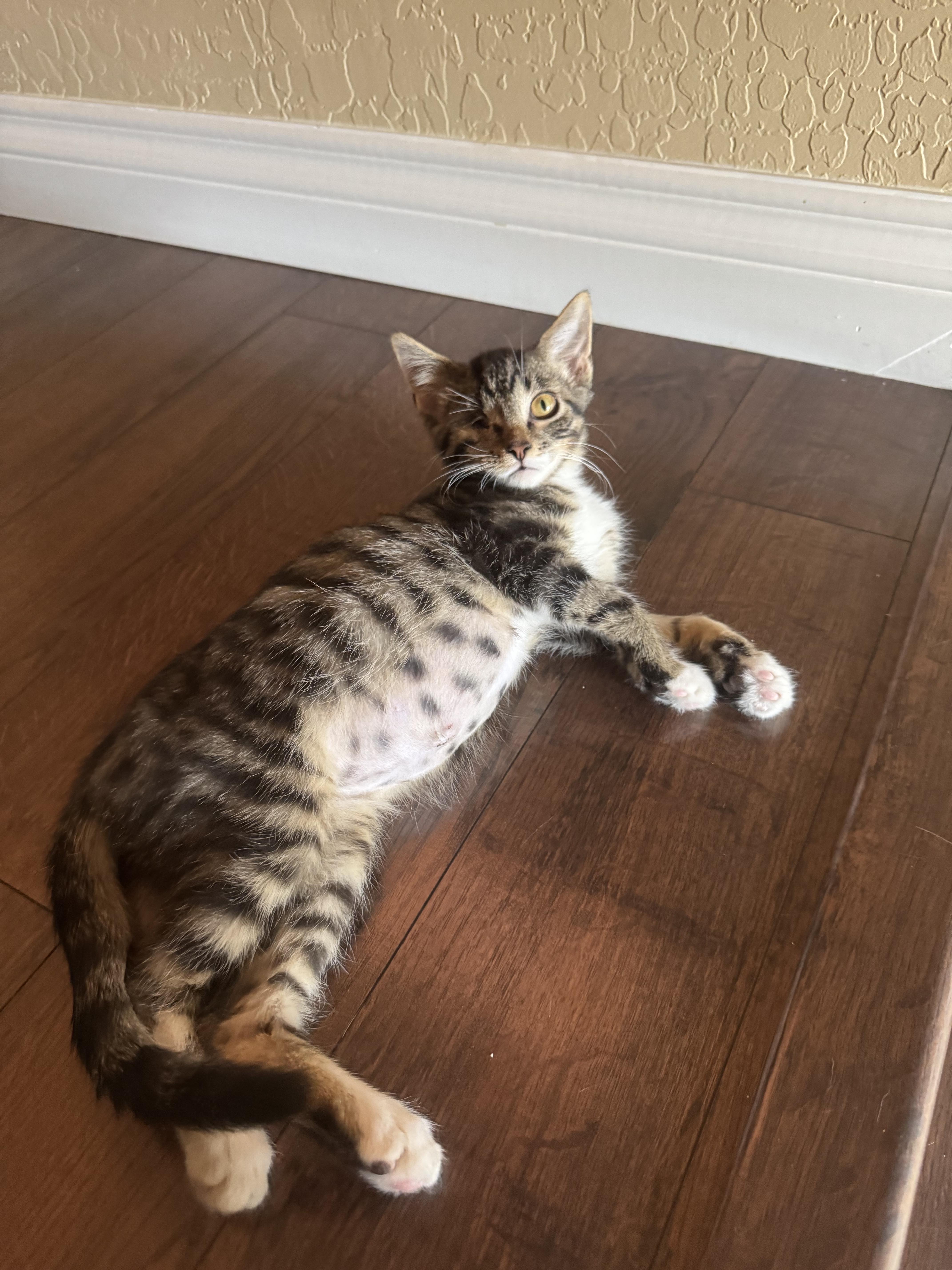 Cooper, a Adopted Domestic Short Hair in Las Vegas, NV image 6/6