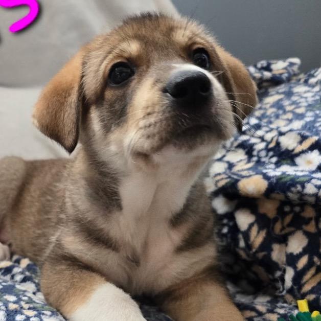 IRIS, Adoptable, Puppy Female Great Pyrenees.