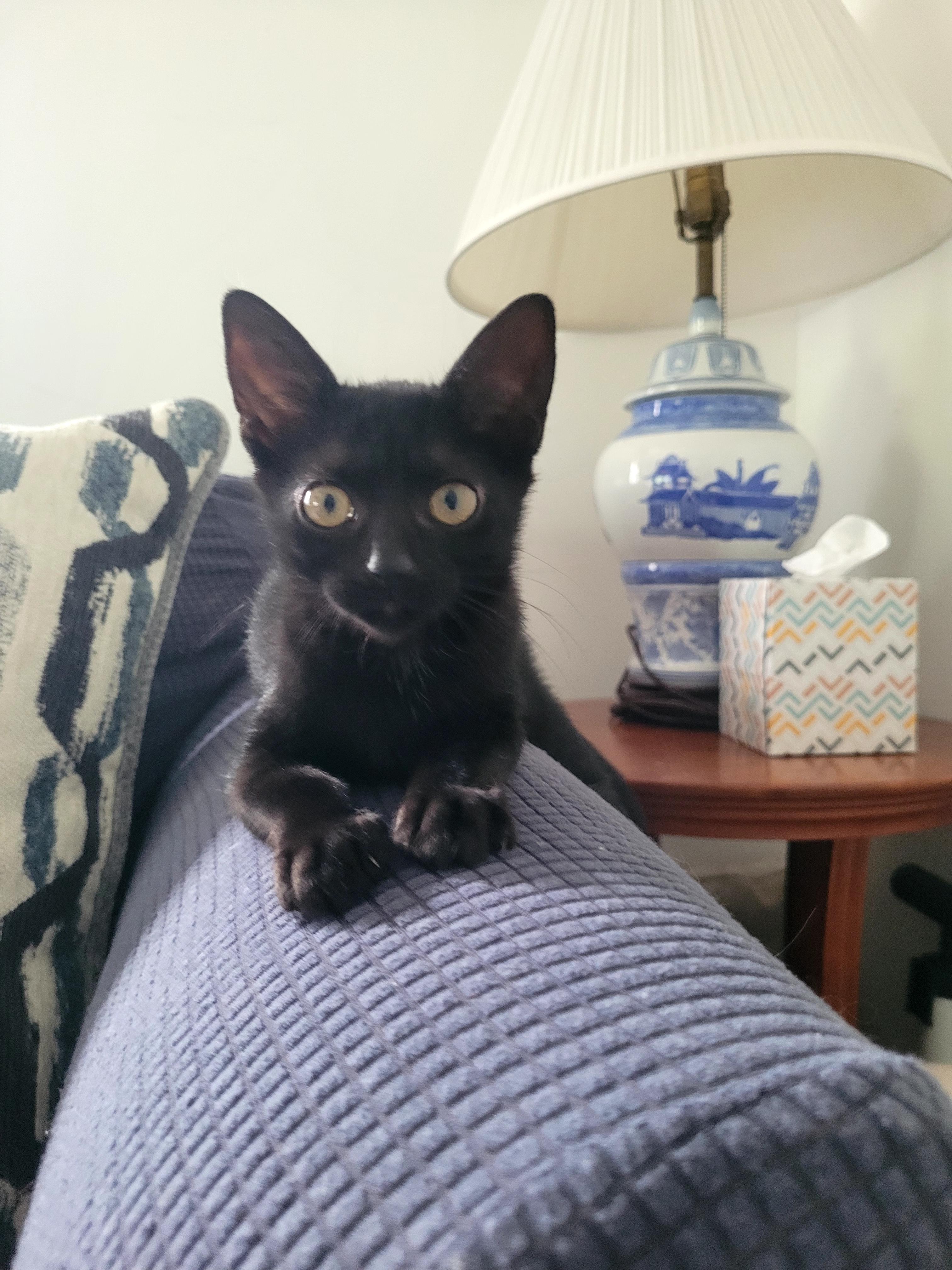 River, Adoptable, Young Female Domestic Short Hair.