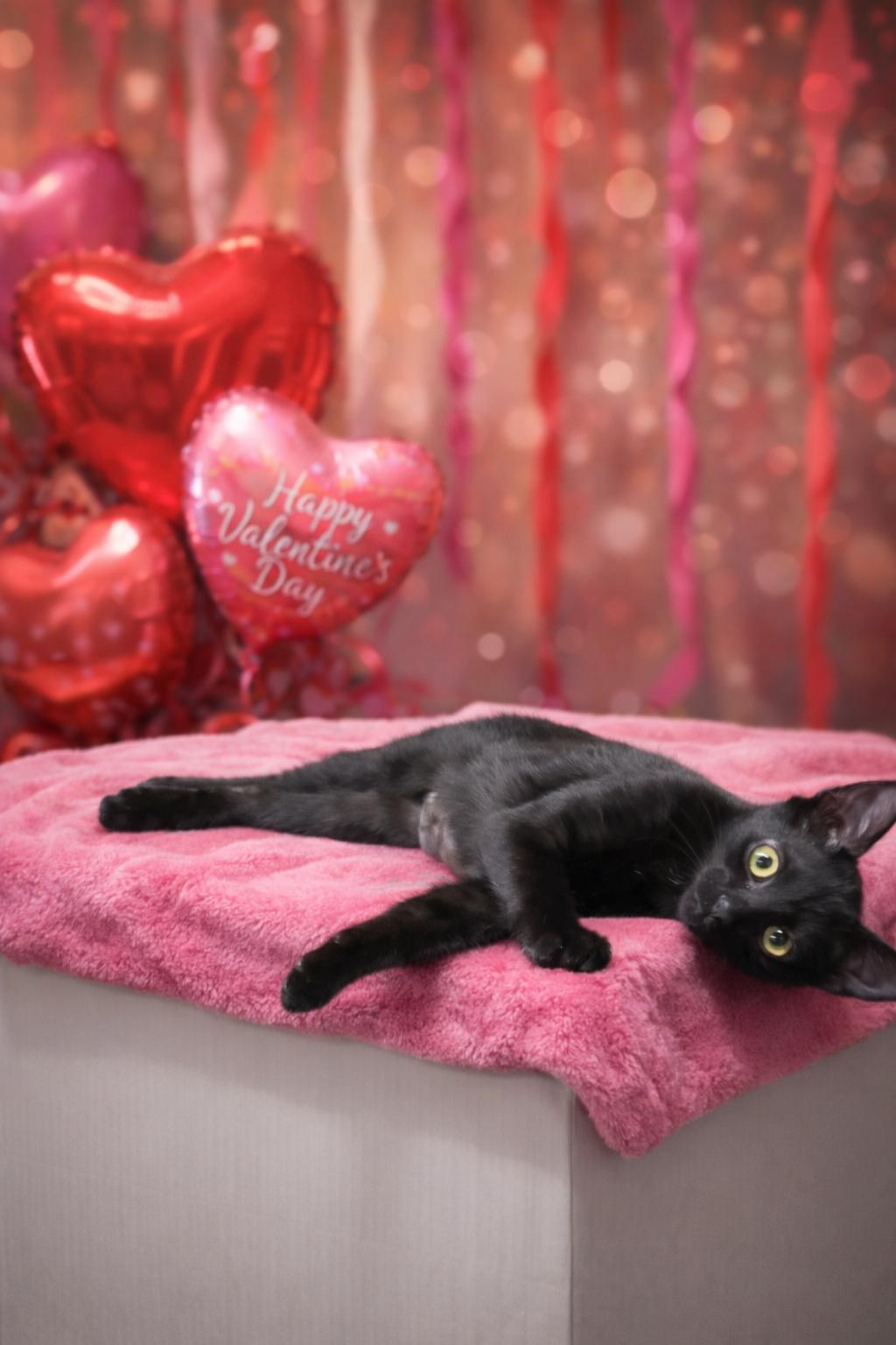 Enlarge River, a Adoptable Domestic Short Hair in Folkston, GA image 2/2