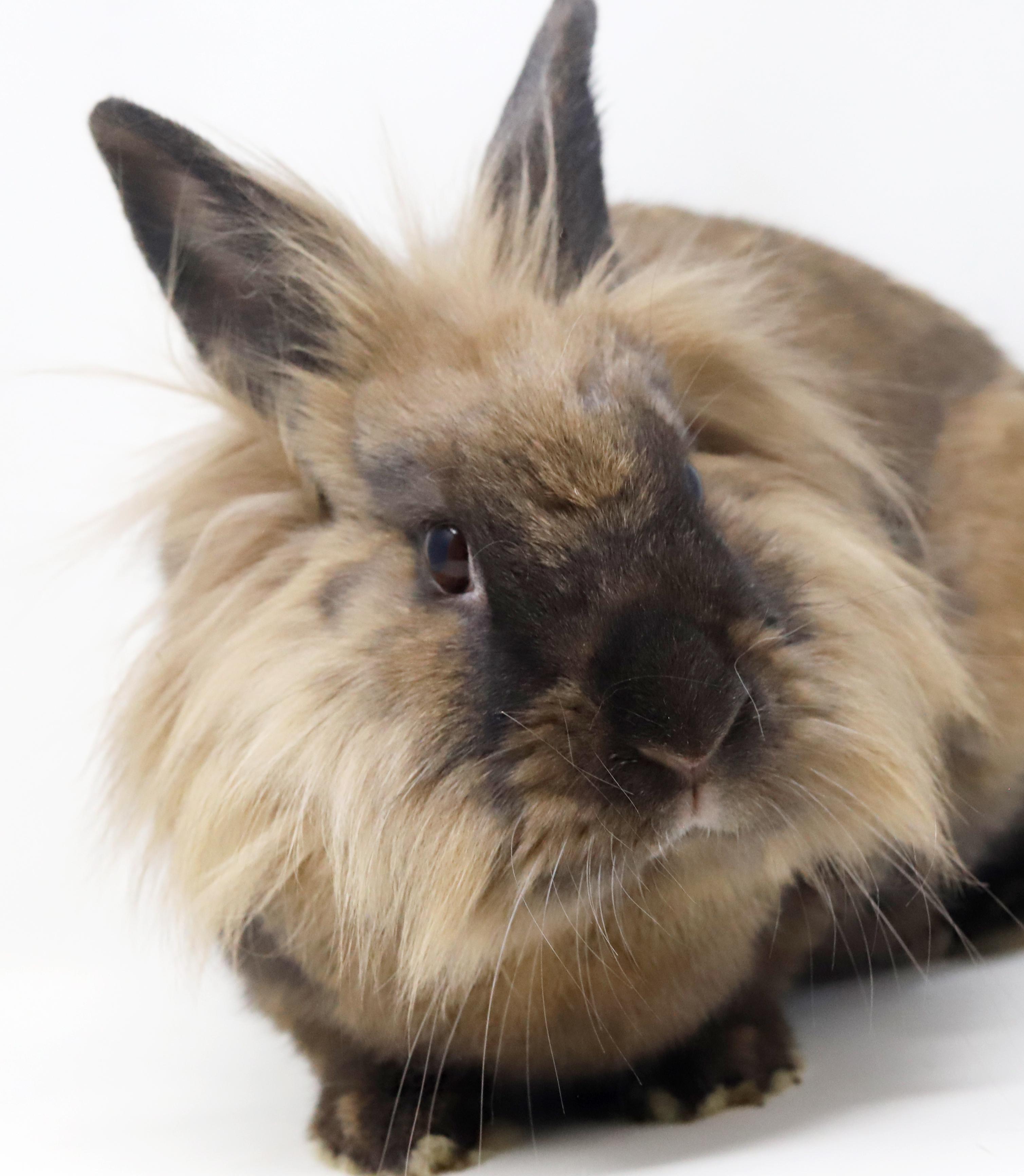 Enlarge Eve is even more precious in person!  SPAYED and INCREDIBLE - sooo cute!!, a ADOPTABLE Lionhead in Bedford Hills, NY image 5/6